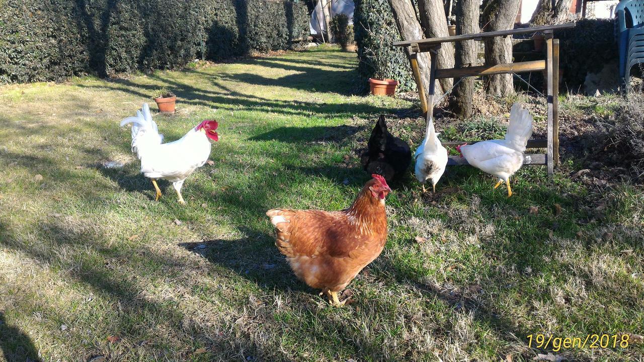 L'Ape In Corte Casa Di Campagna, Via Francigena Stanze E Colazione Vaccarizza 外观 照片